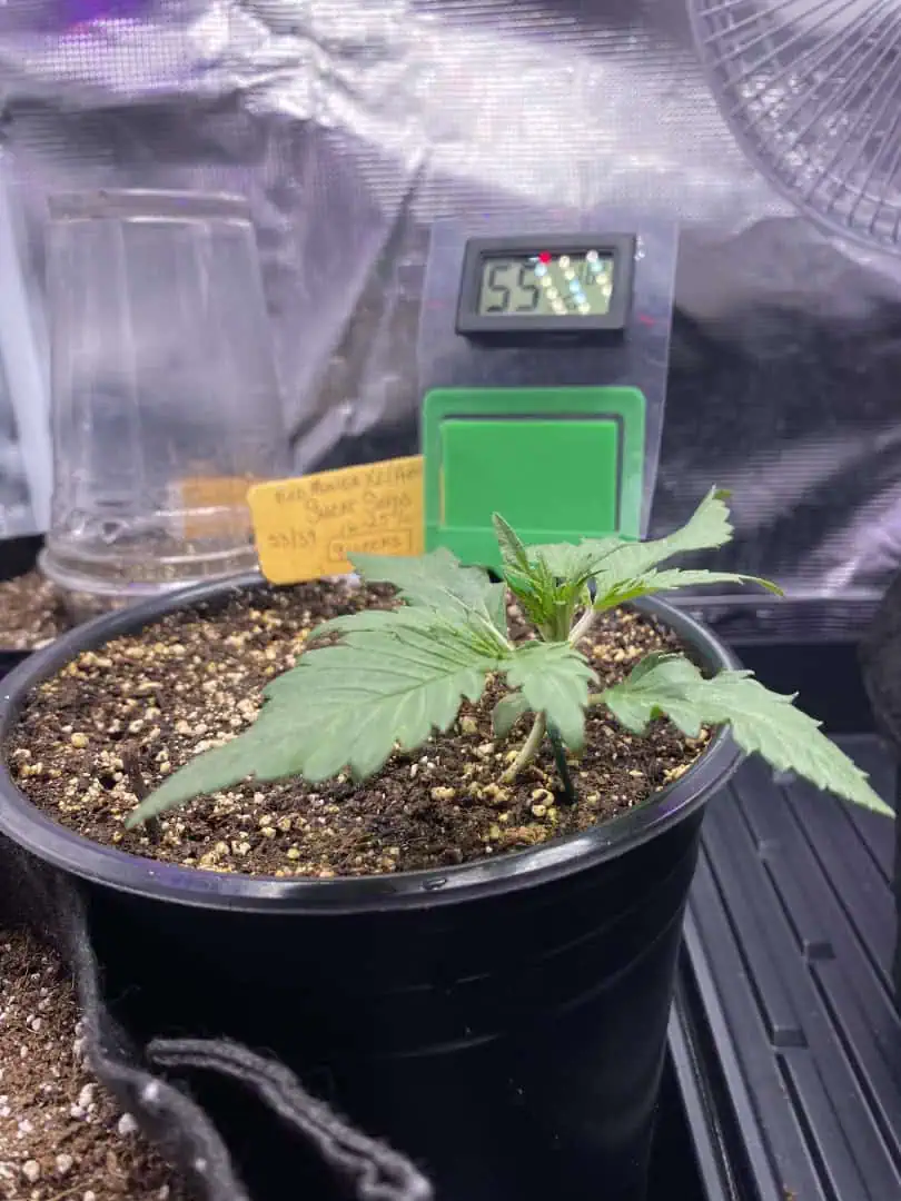 Red Mimosa XL(auto) — vegetative, day 19