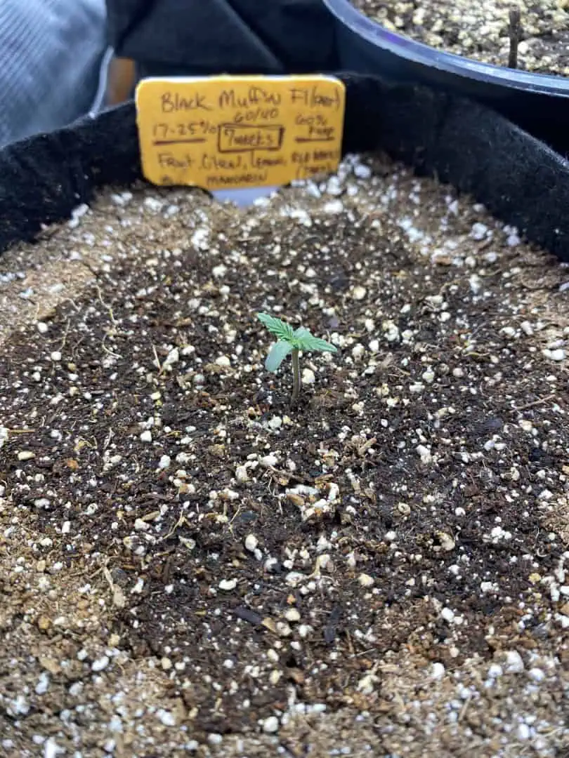 Black Muffin XL F1(fast) — seedling_rooting, day 9