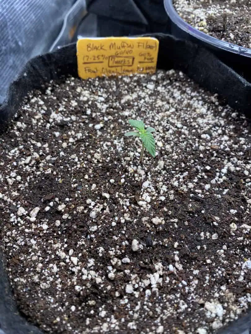 Black Muffin XL F1(fast) — seedling_rooting, day 11
