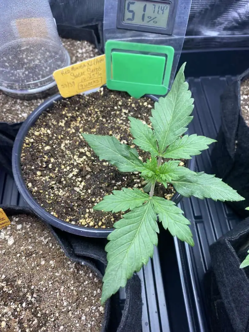 Red Mimosa XL(auto) — vegetative, day 21