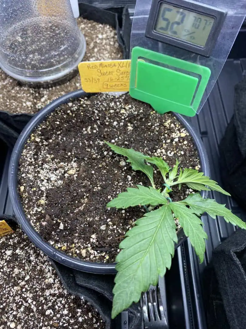 Red Mimosa XL(auto) — vegetative, day 21