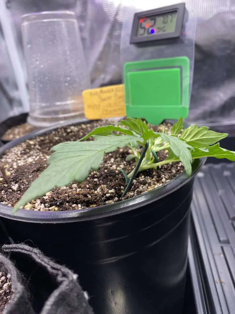 Red Mimosa XL(auto) — vegetative, day 21