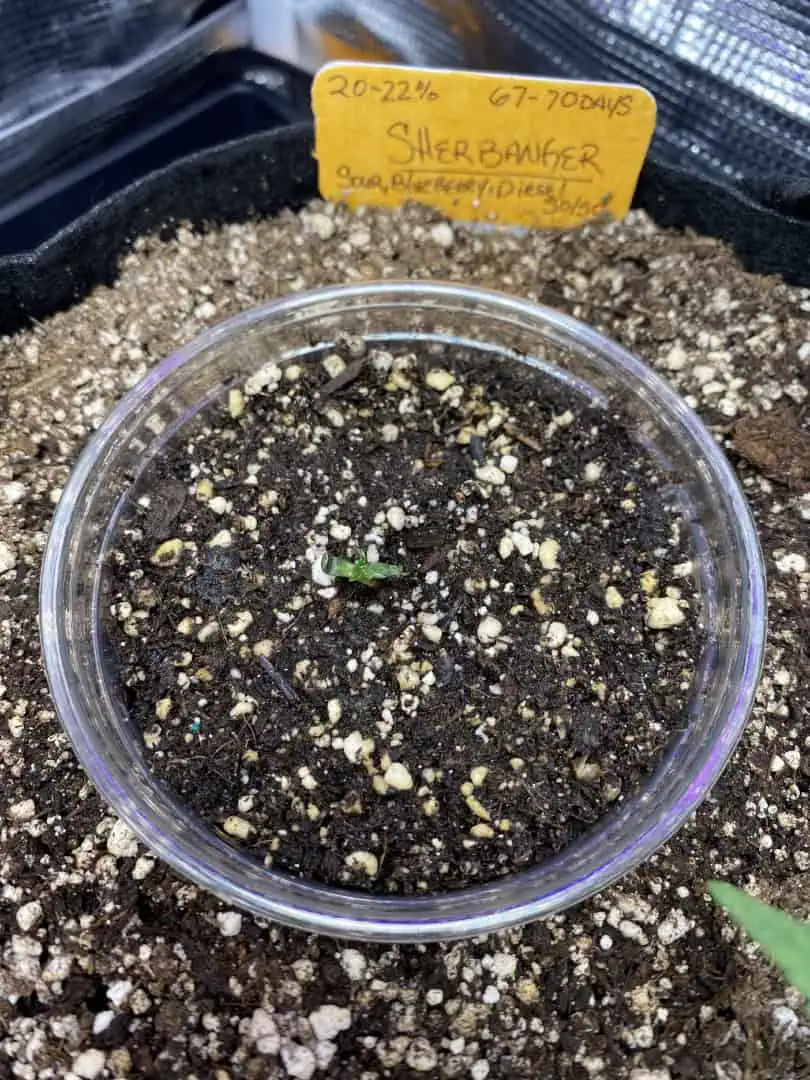 sherbanger — seedling_rooting, day 7