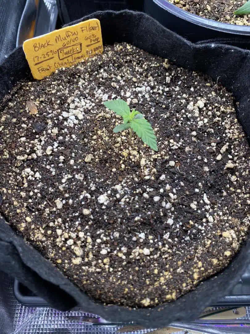 Black Muffin XL F1(fast) — seedling_rooting, day 13