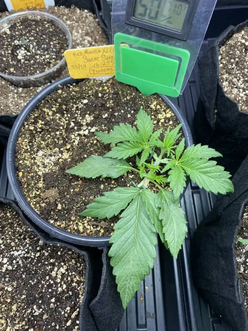 Red Mimosa XL(auto) — vegetative, day 23