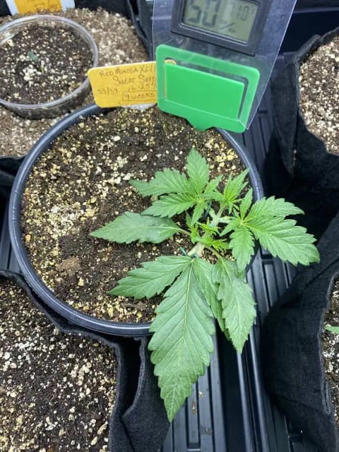 Red Mimosa XL(auto) — vegetative, day 23