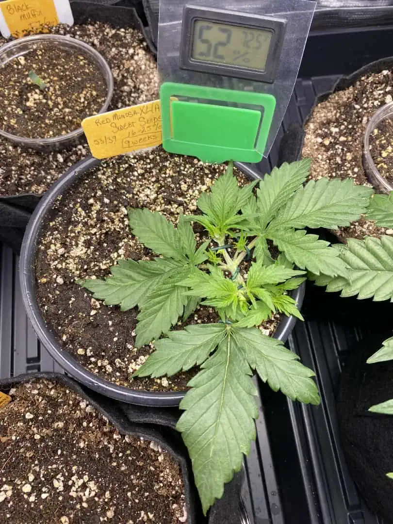 Red Mimosa XL(auto) — vegetative, day 26