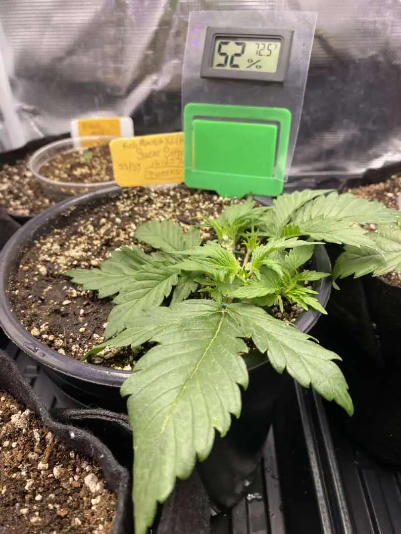 Red Mimosa XL(auto) — vegetative, day 26