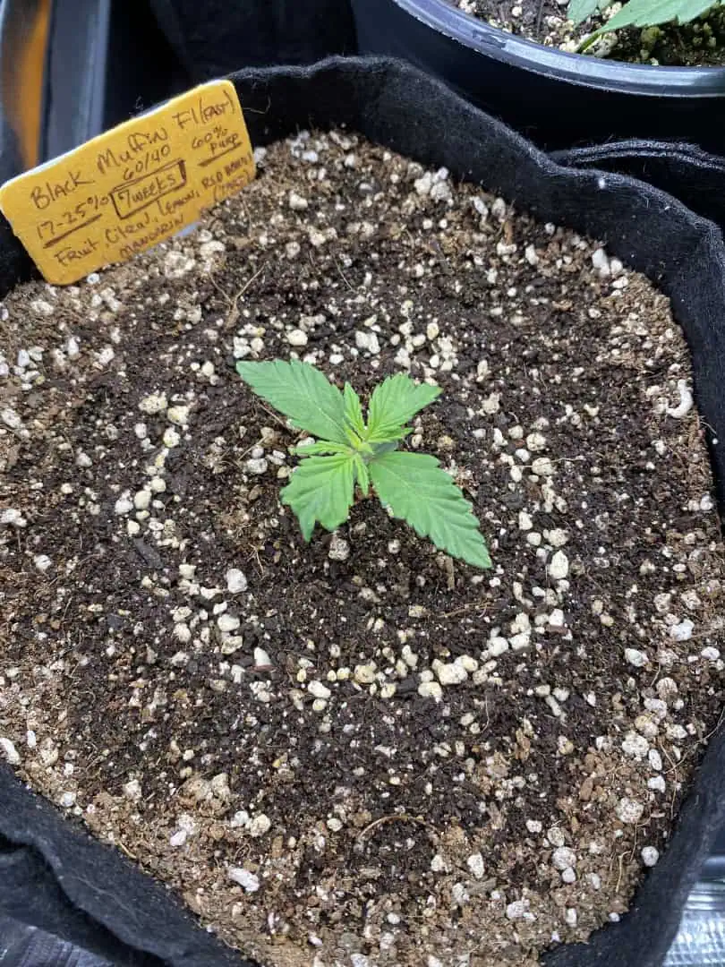 Black Muffin XL F1(fast) — seedling_rooting, day 16