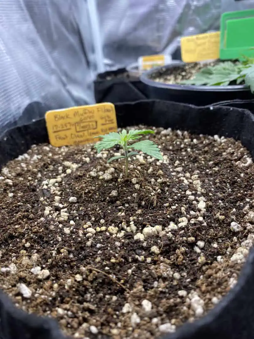 Black Muffin XL F1(fast) — seedling_rooting, day 16