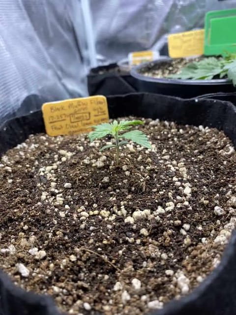 Black Muffin XL F1(fast) — seedling_rooting, day 16