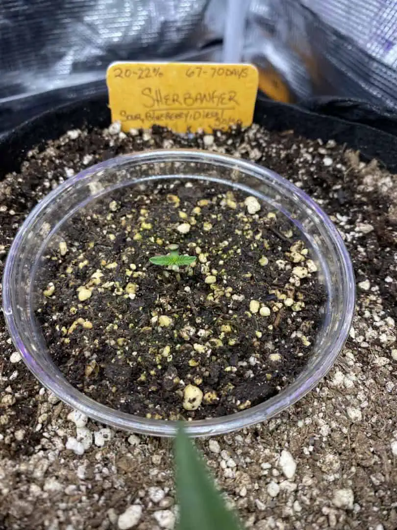 sherbanger — seedling_rooting, day 10