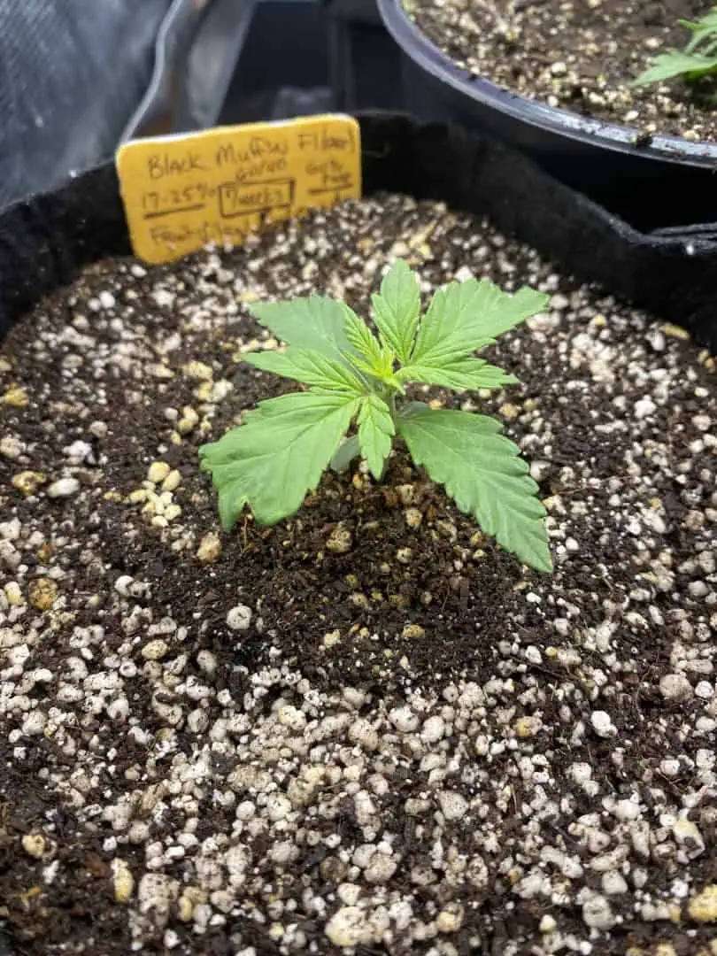 Black Muffin XL F1(fast) — vegetative, day 18