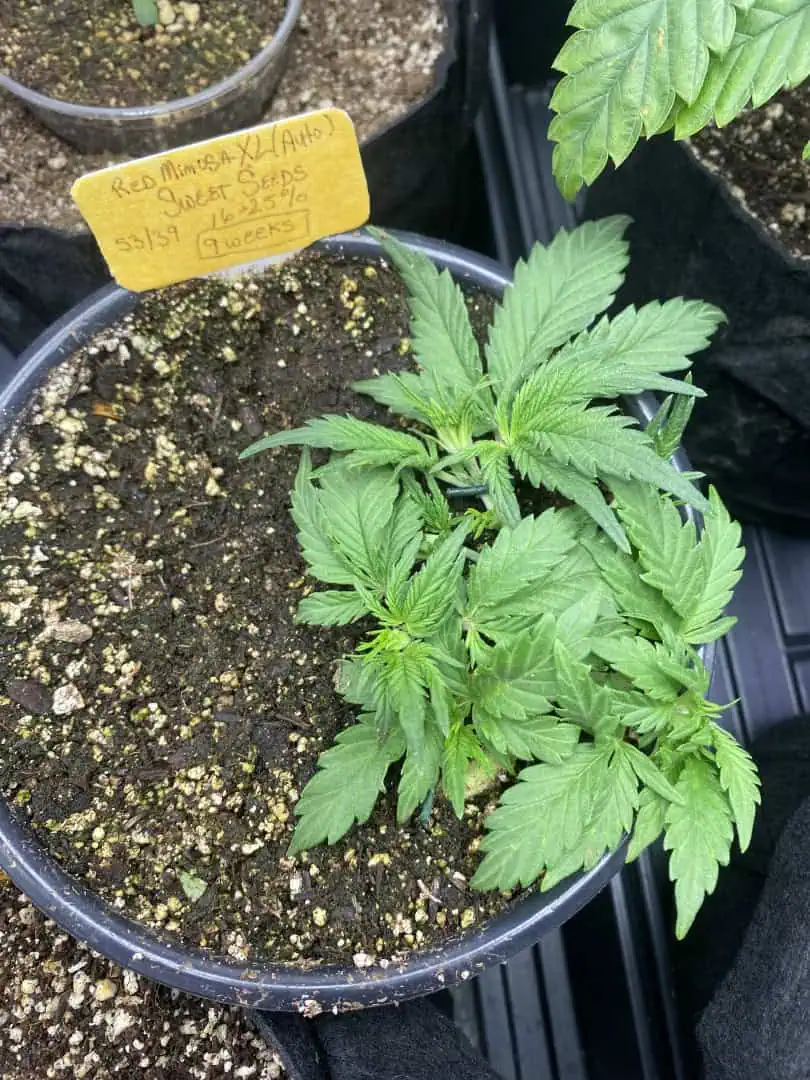 Red Mimosa XL(auto) — vegetative, day 28