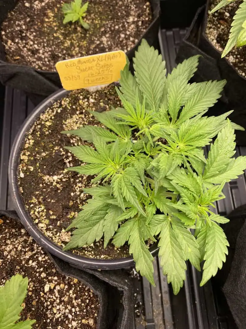 Red Mimosa XL(auto) — vegetative, day 31