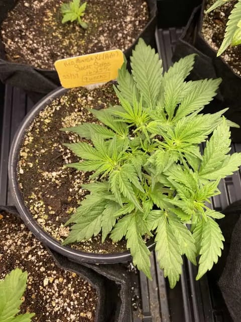 Red Mimosa XL(auto) — vegetative, day 31