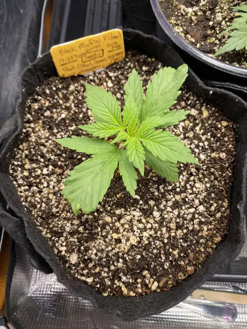 Black Muffin XL F1(fast) — vegetative, day 21