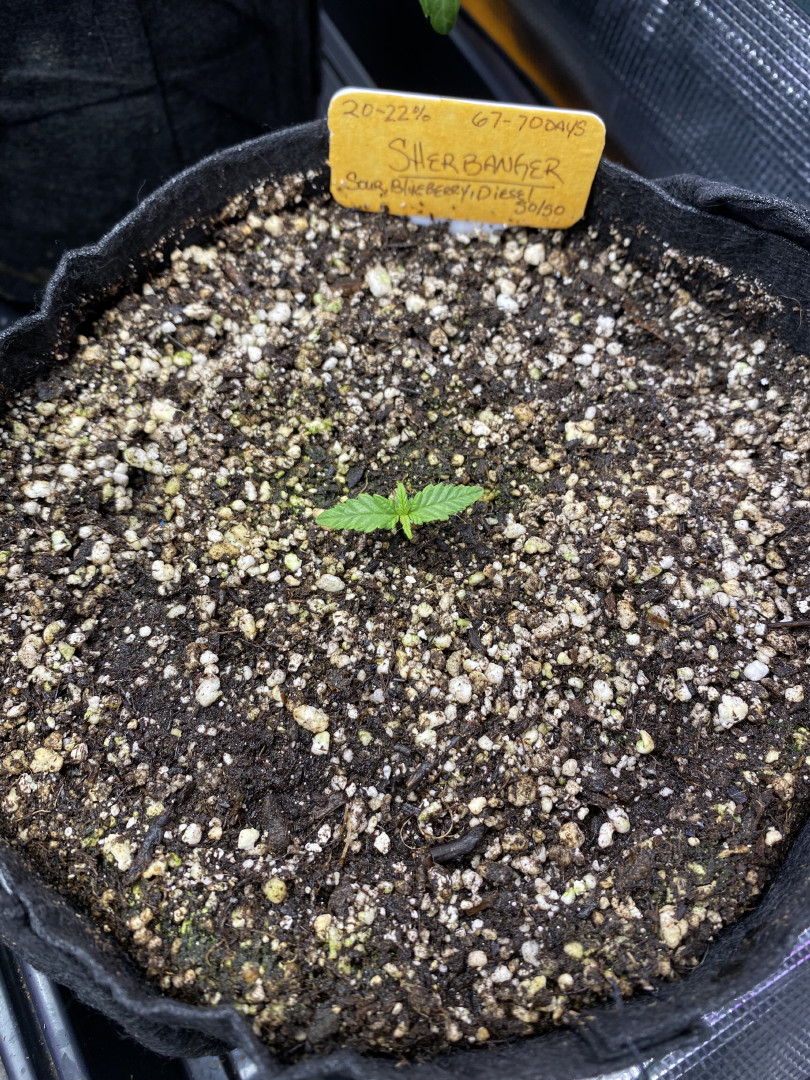 sherbanger — seedling_rooting, day 15