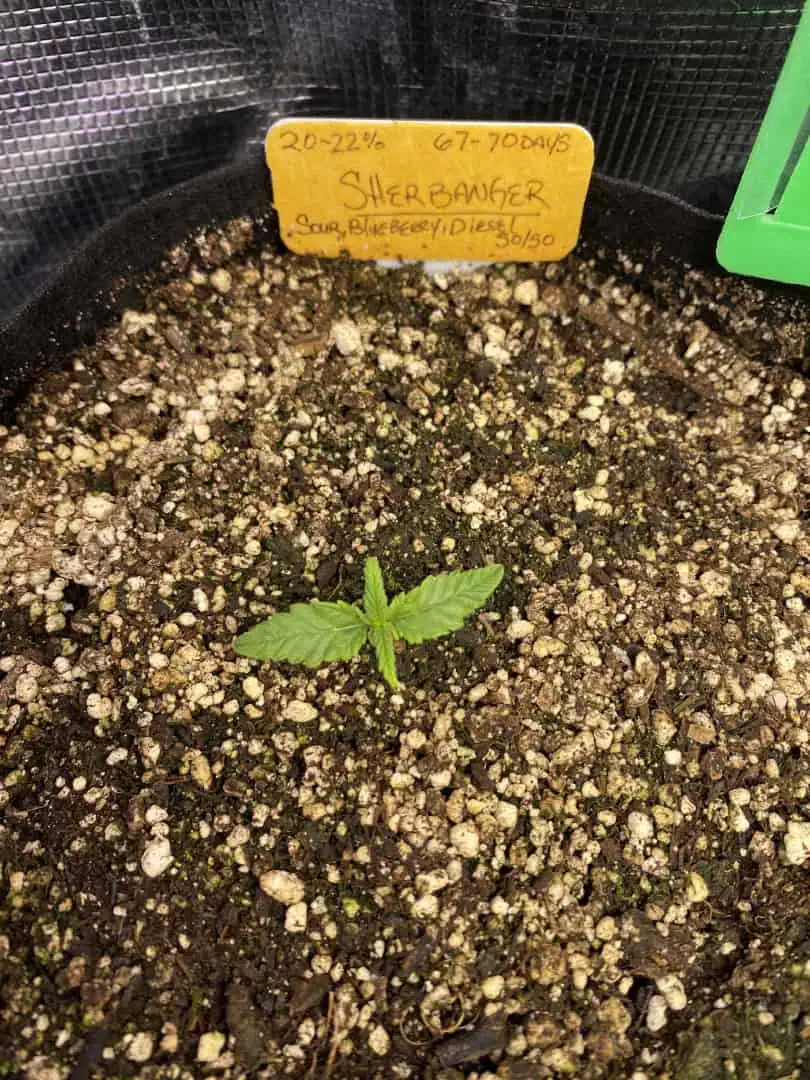sherbanger — seedling_rooting, day 17