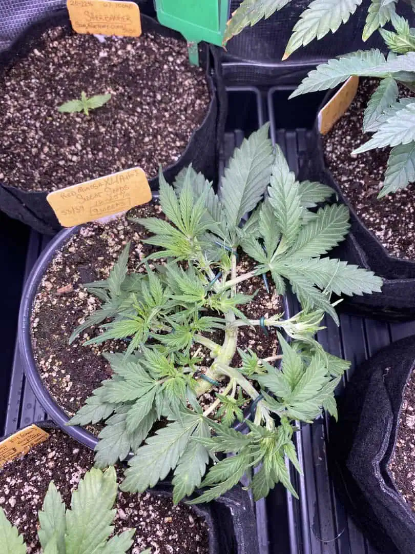 Red Mimosa XL(auto) — vegetative, day 33