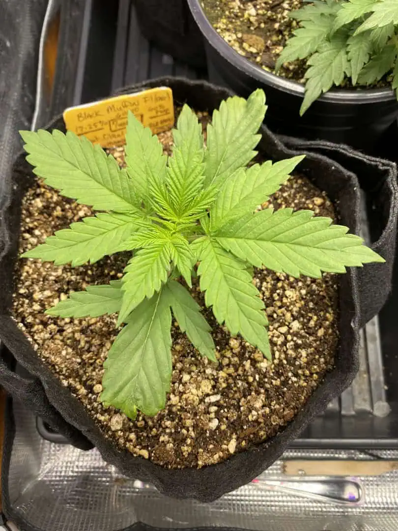 Black Muffin XL F1(fast) — vegetative, day 23