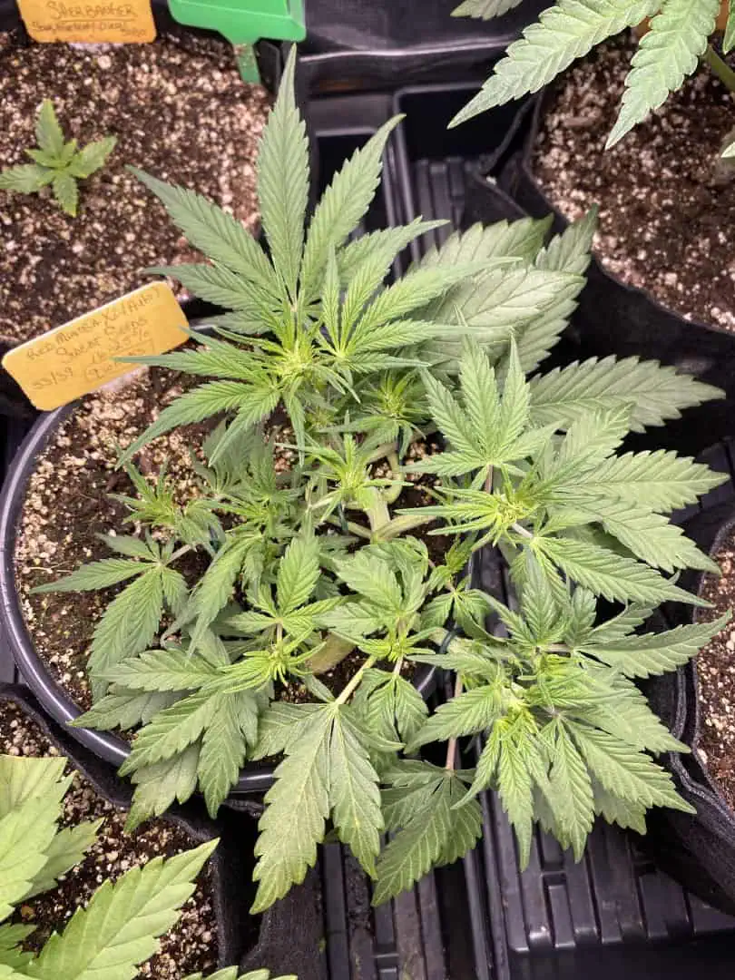 Red Mimosa XL(auto) — flower, day 36