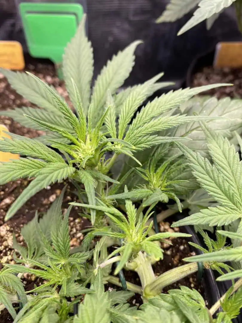 Red Mimosa XL(auto) — flower, day 36