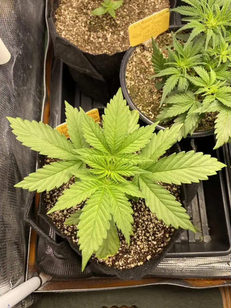 Black Muffin XL F1(fast) — vegetative, day 26
