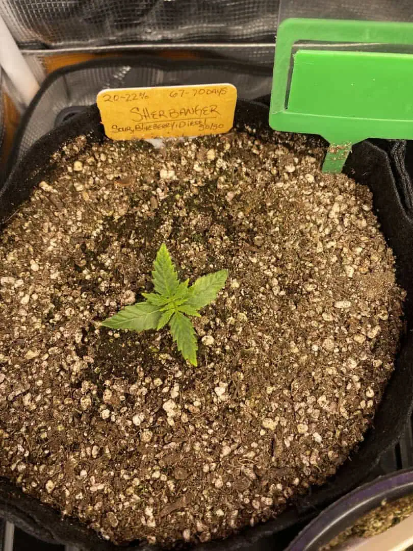 sherbanger — seedling_rooting, day 20