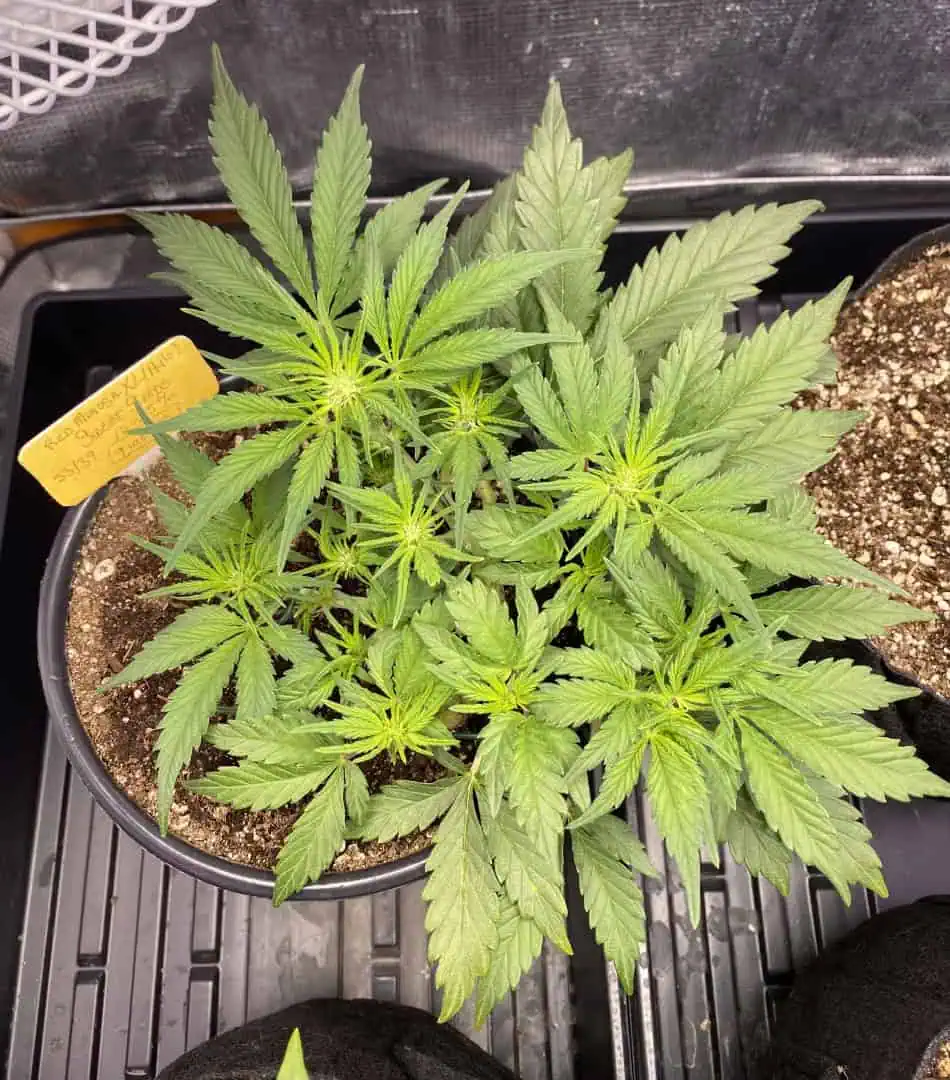 Red Mimosa XL(auto) — flower, day 37