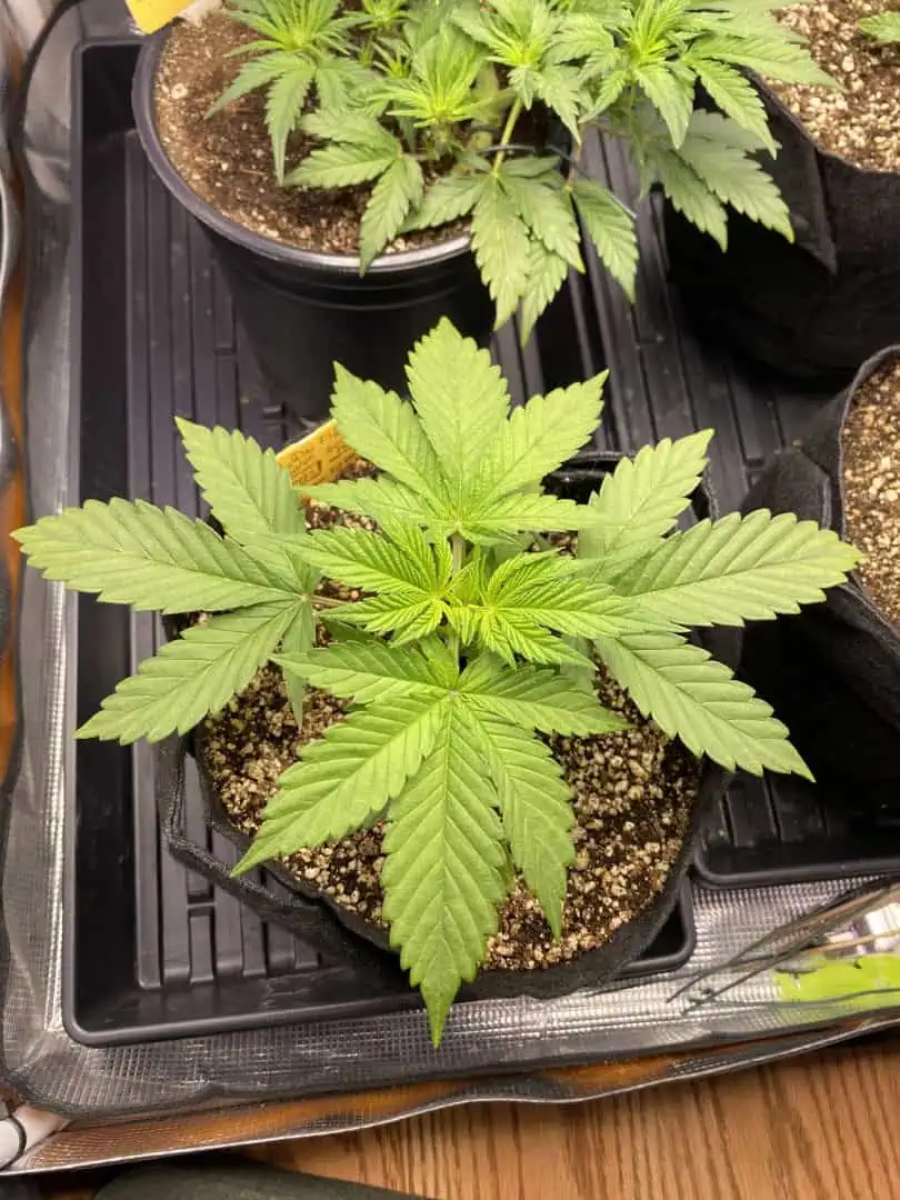 Black Muffin XL F1(fast) — vegetative, day 27