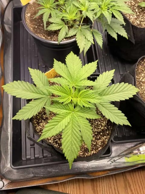 Black Muffin XL F1(fast) — vegetative, day 27
