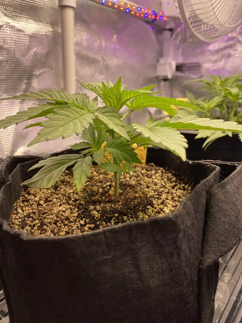 Black Muffin XL F1(fast) — vegetative, day 27