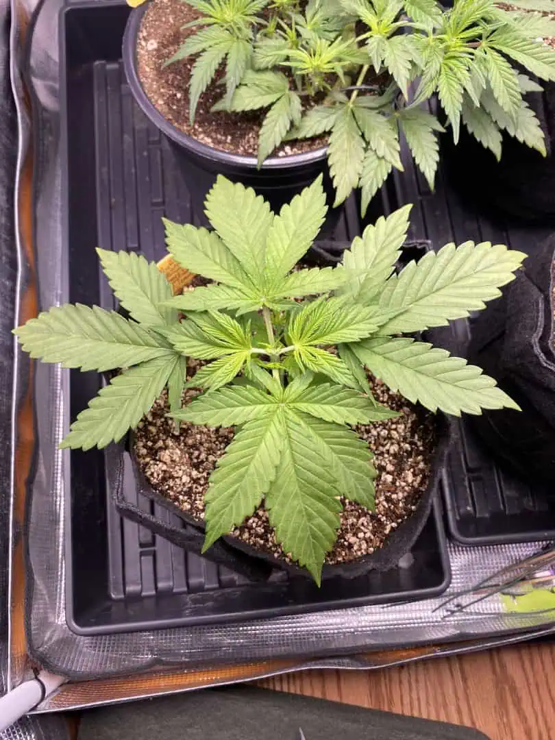 Black Muffin XL F1(fast) — vegetative, day 27