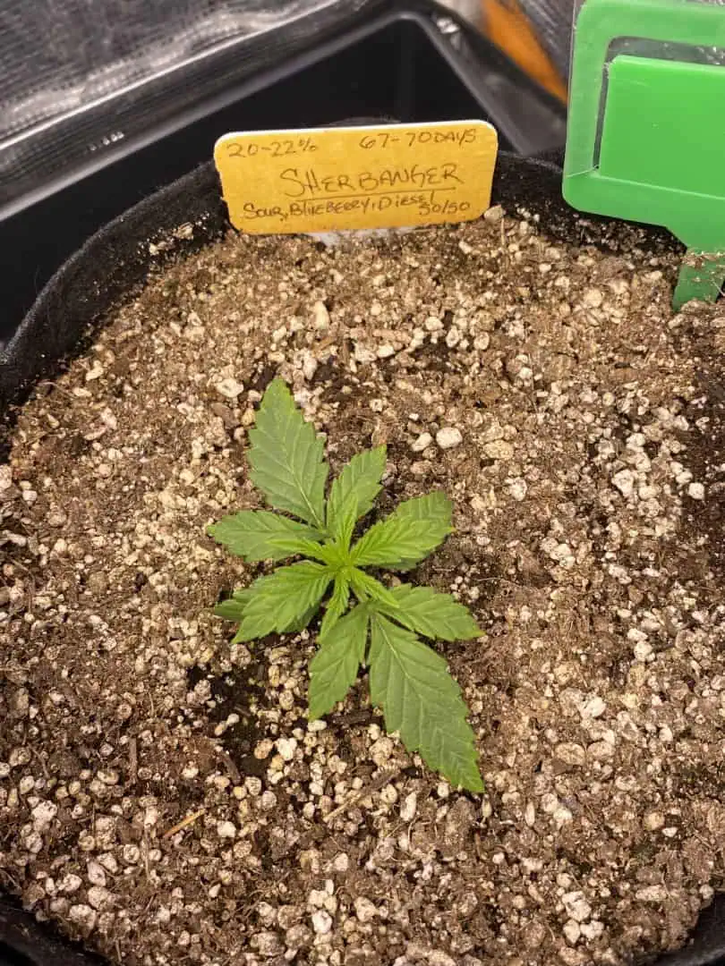 sherbanger — vegetative, day 23