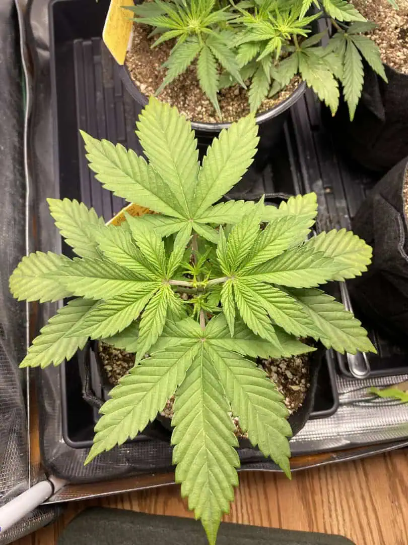 Black Muffin XL F1(fast) — vegetative, day 29