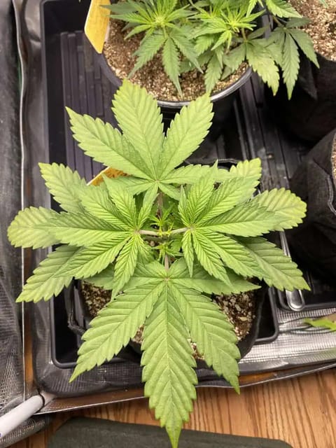 Black Muffin XL F1(fast) — vegetative, day 29