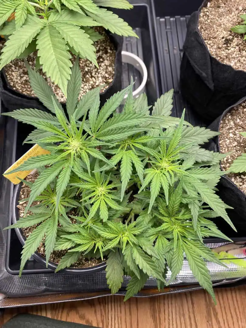 Red Mimosa XL(auto) — flower, day 39