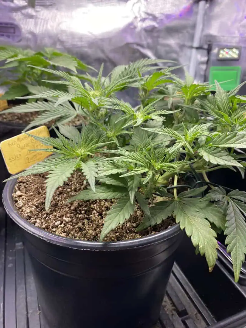 Red Mimosa XL(auto) — flower, day 39