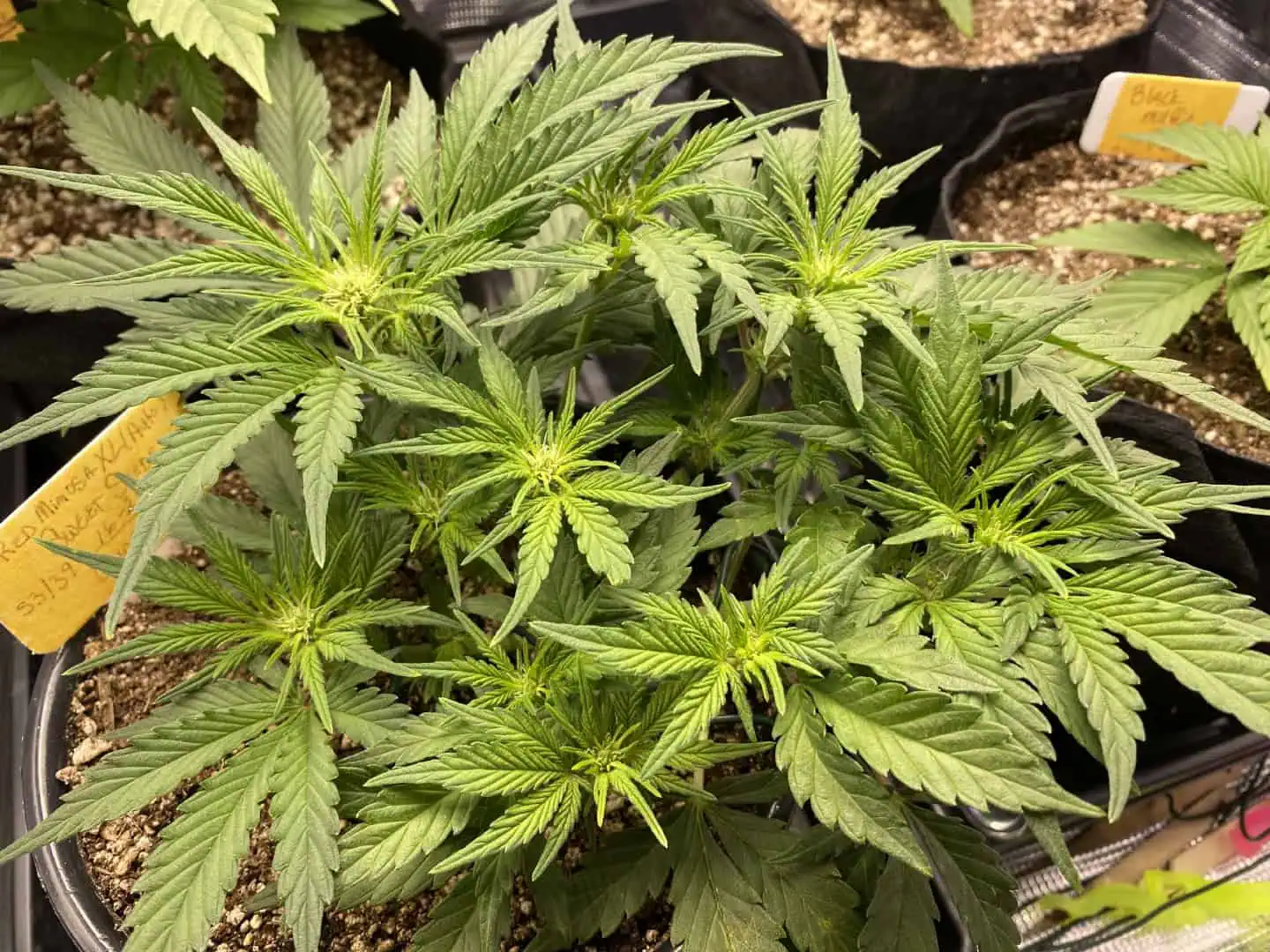 Red Mimosa XL(auto) — flower, day 39