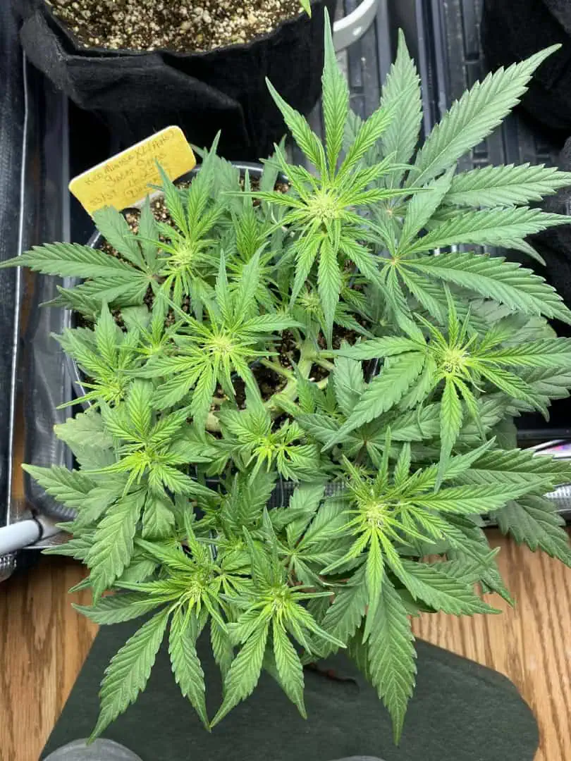 Red Mimosa XL(auto) — flower, day 40