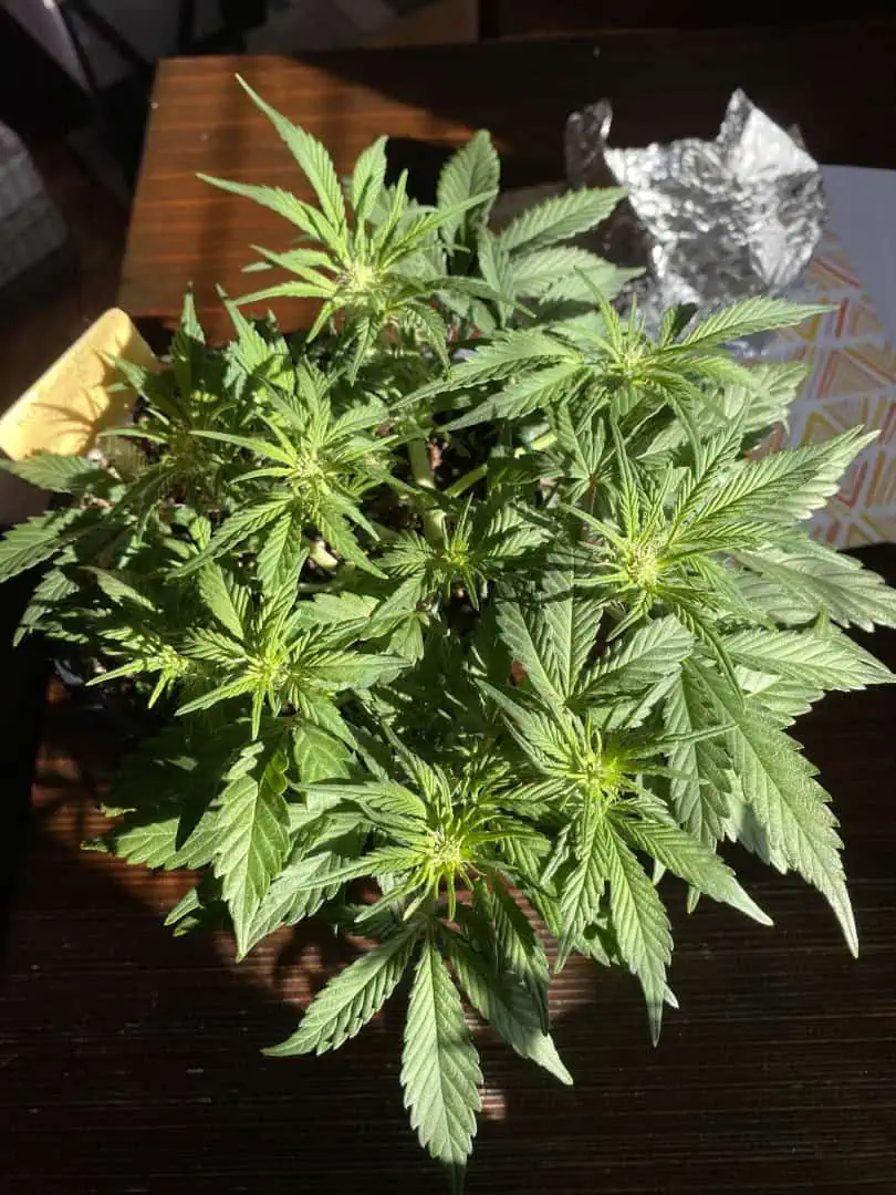 Red Mimosa XL(auto) — flower, day 40