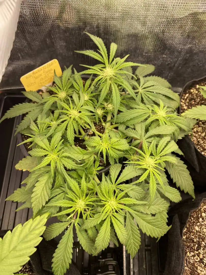 Red Mimosa XL(auto) — flower, day 41