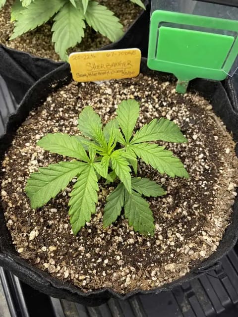 sherbanger — vegetative, day 27