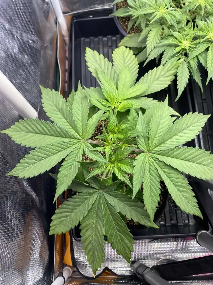 Black Muffin XL F1(fast) — vegetative, day 33