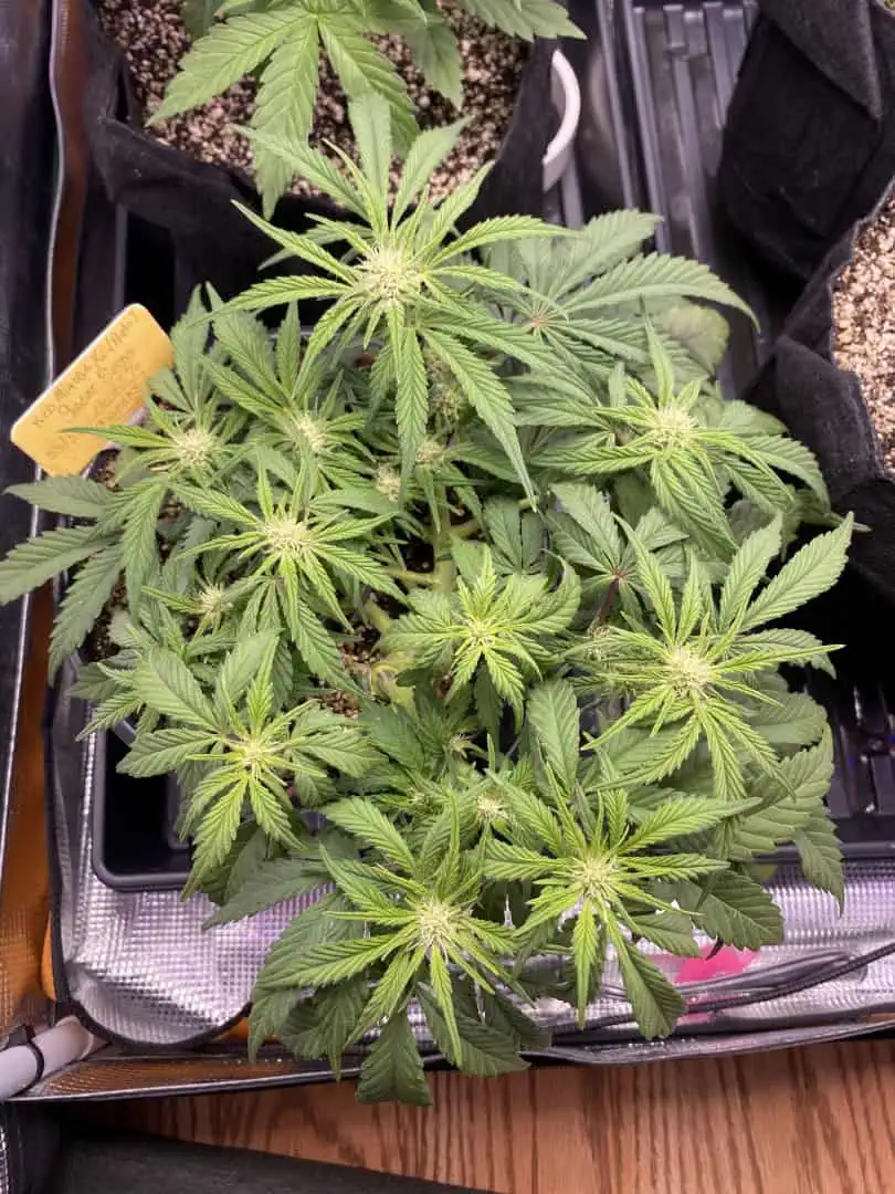 Red Mimosa XL(auto) — flower, day 43