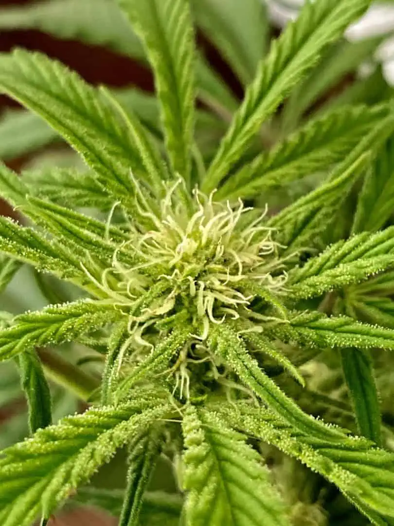 Red Mimosa XL(auto) — flower, day 43