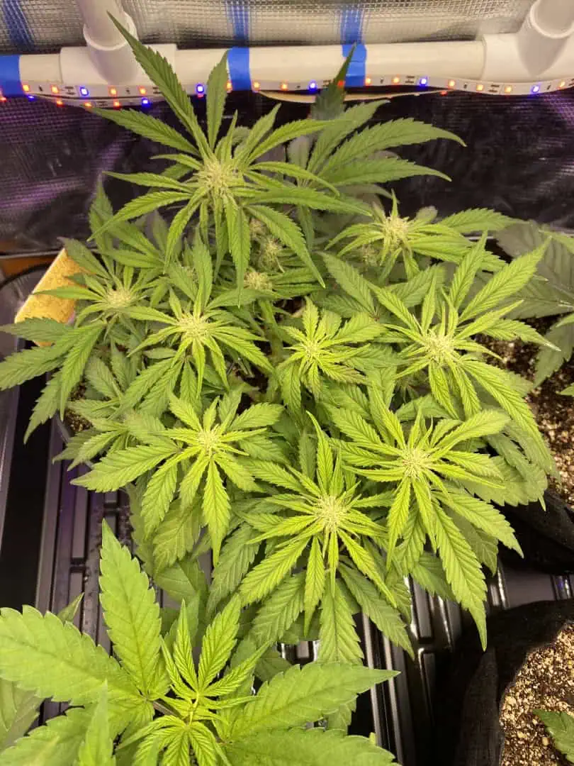 Red Mimosa XL(auto) — flower, day 45