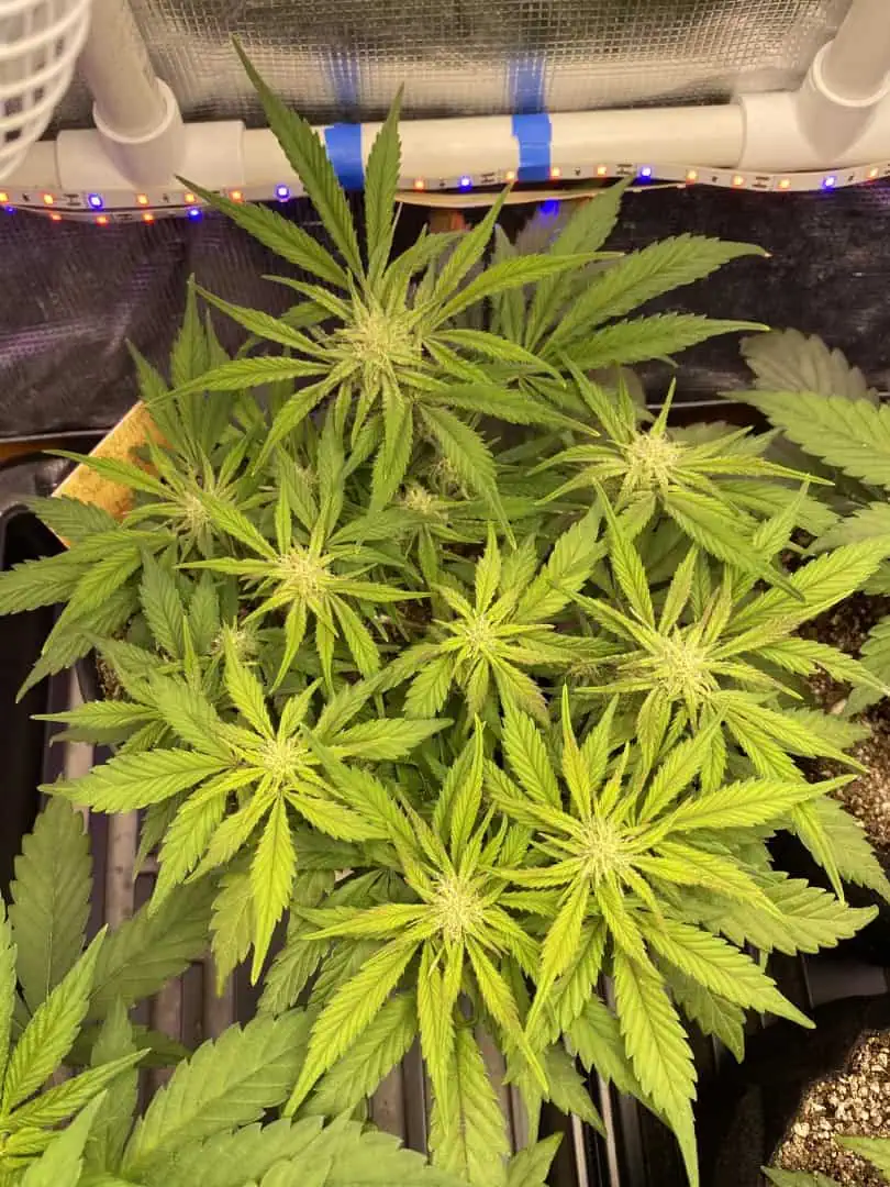 Red Mimosa XL(auto) — flower, day 48