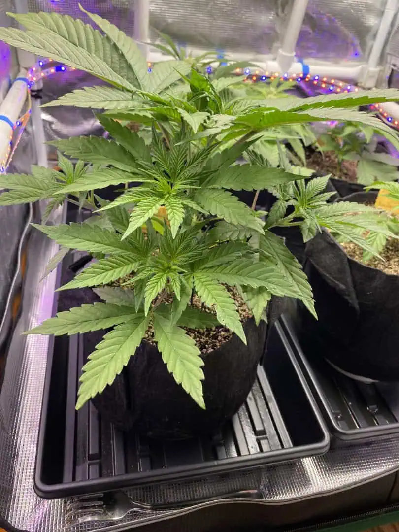 Black Muffin XL F1(fast) — vegetative, day 35